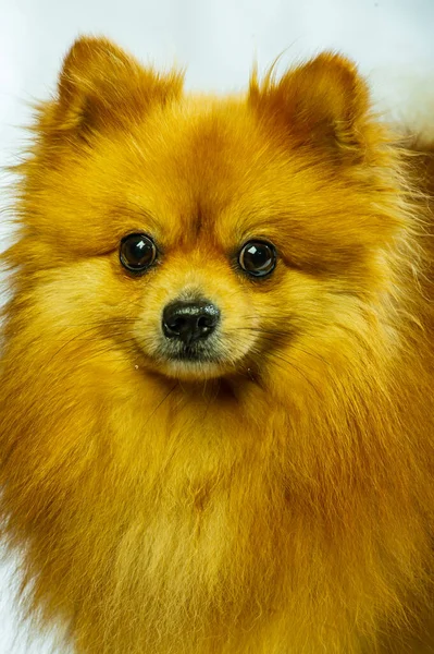 Adorable Pomeranian Perro Pie Con Dos Patas Mirando Algo Quiere —  Fotos de Stock