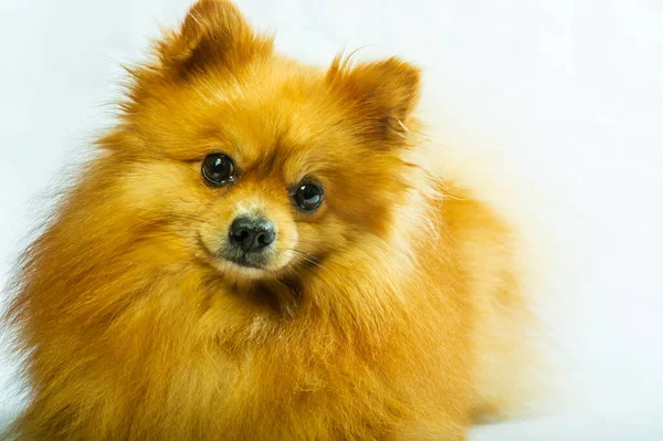 Schattige Pomeranian Hondenkraam Met Twee Poten Kijken Naar Iets Willen — Stockfoto