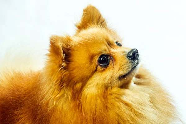 Αξιολάτρευτο Pomeranian Στάση Σκύλου Δύο Πόδια Και Κοιτάζοντας Κάτι Θέλουν — Φωτογραφία Αρχείου