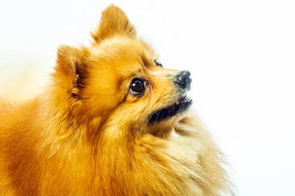 Adorável Carrinho Cachorro Pomerânia Com Duas Pernas Olhando Para Algo — Fotografia de Stock