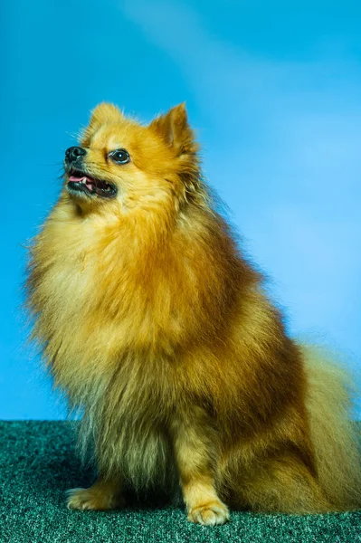 Adorable Pomeranian Perro Pie Con Dos Patas Mirando Algo Quiere — Foto de Stock