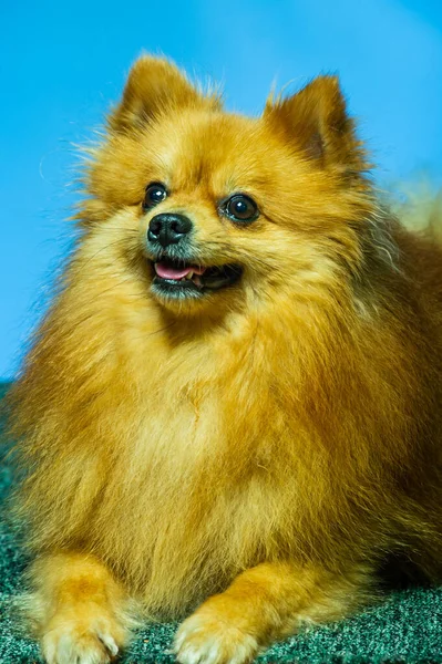 Entzückender Pommerscher Hundeständer Mit Zwei Beinen Und Blick Auf Etwas — Stockfoto