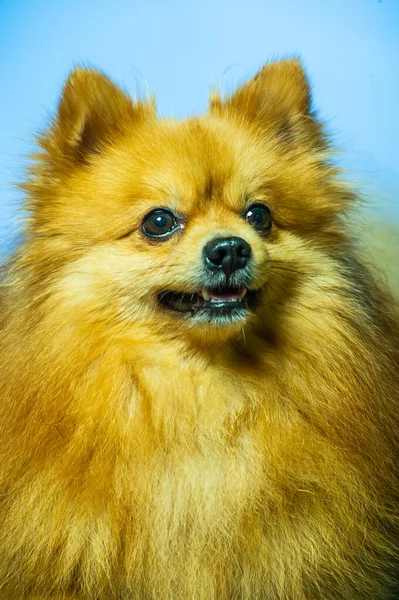 Rozkošný Pomeranian Pes Stojan Dvěma Nohama Při Pohledu Něco Chtějí — Stock fotografie