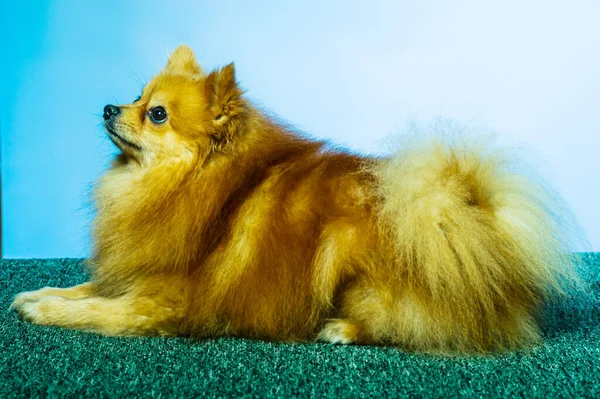 Stock image Adorable Pomeranian dog stand with two legs and looking at something want to eat on texture cement background, close up brown and white small cute happy dog concept