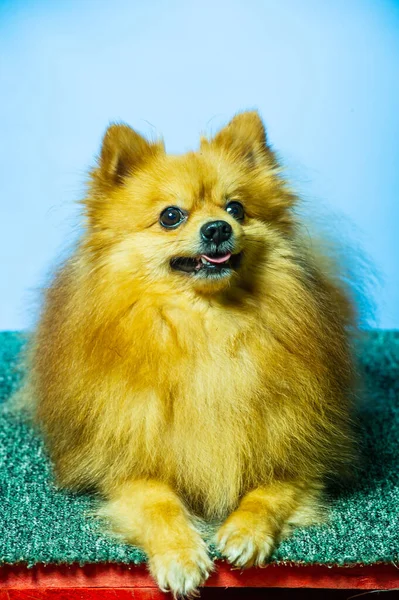 可爱的波美拉尼亚犬两条腿站着 看着想吃的东西 想在质感水泥的背景上吃 把棕色和白色的可爱的小快乐犬的概念紧密地联系在一起 — 图库照片