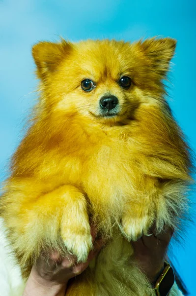 Привабливий Померанський Собака Стоїть Двома Ногами Дивиться Щось Хоче Їсти — стокове фото