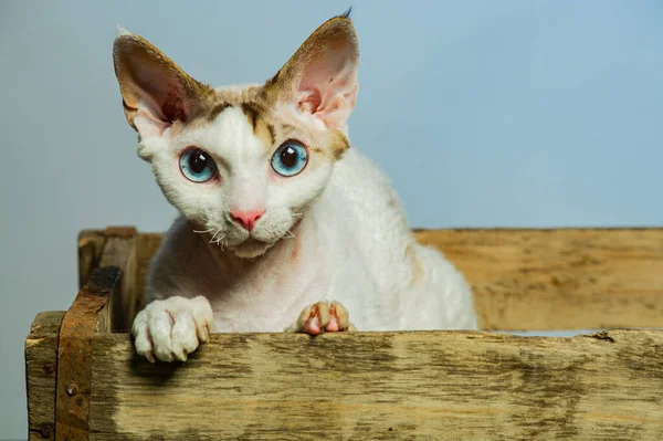 stock image Devon rex cat on colored backgrounds