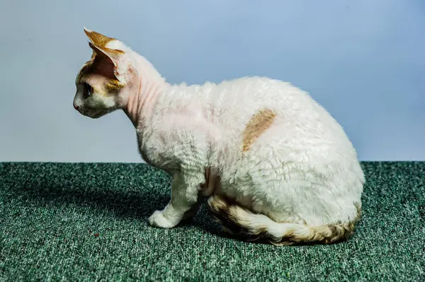 Devon Rex Katze Auf Farbigem Hintergrund — Stockfoto