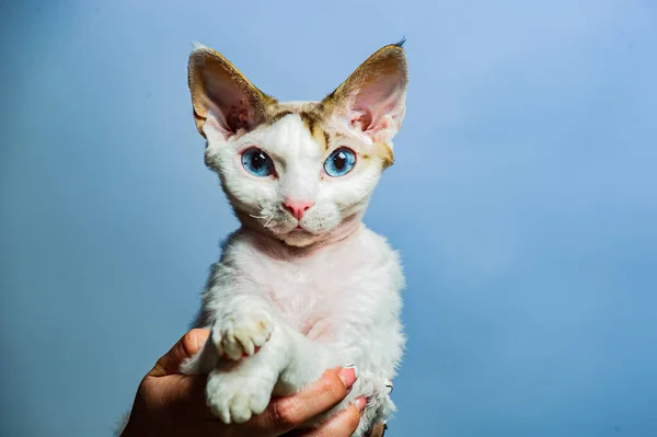 Devon Rex Kedi Renkli Arka Plan Üzerinde — Stok fotoğraf