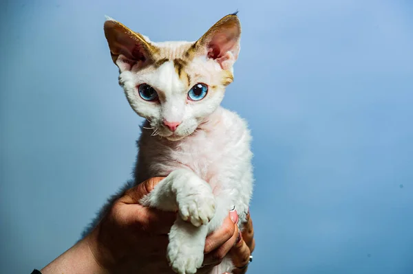 Devon Rex Katze Auf Farbigem Hintergrund — Stockfoto