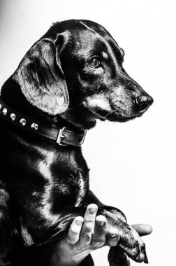 Küçük, siyah dachshund köpek yavrusu ayakta, gidiyor, yürüyor, kameraya bakıyor, düşünceli. Stüdyo çekimi