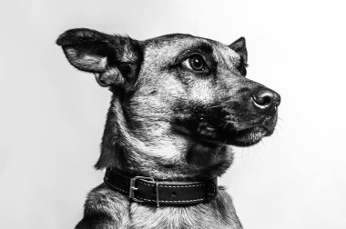 Belçika Malinois Shepard stüdyo portresi. Tarafsız zeminde izole edilmiş koruyucu köpek. Stüdyoda evcil hayvan fotoğraf çekimi. K9 eğitimli polis köpeği.