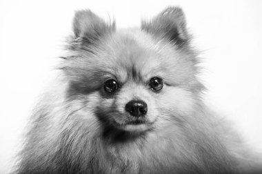 İki ayaklı sevimli Pomeranian köpek standı ve bir şeye bakıyor. Doku çimento arka planında yemek istiyor, kahverengi ve beyaz küçük şirin köpek konseptini kapatıyor.