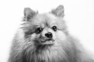 İki ayaklı sevimli Pomeranian köpek standı ve bir şeye bakıyor. Doku çimento arka planında yemek istiyor, kahverengi ve beyaz küçük şirin köpek konseptini kapatıyor.