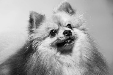 İki ayaklı sevimli Pomeranian köpek standı ve bir şeye bakıyor. Doku çimento arka planında yemek istiyor, kahverengi ve beyaz küçük şirin köpek konseptini kapatıyor.