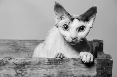 Devon rex kedi renkli arka plan üzerinde