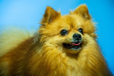 İki ayaklı sevimli Pomeranian köpek standı ve bir şeye bakıyor. Doku çimento arka planında yemek istiyor, kahverengi ve beyaz küçük şirin köpek konseptini kapatıyor.