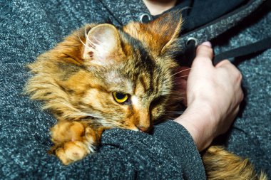 Care.Young kadın holding kedi ev evcil hayvan. Şirin kedi kadın elinde. Hayvan Love.Cat sever. Dostluk.