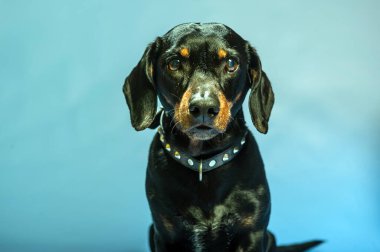 Küçük, siyah dachshund köpek yavrusu ayakta, gidiyor, yürüyor, kameraya bakıyor, düşünceli. Stüdyo çekimi