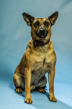 Belçika Malinois Shepard stüdyo portresi. Tarafsız zeminde izole edilmiş koruyucu köpek. Stüdyoda evcil hayvan fotoğraf çekimi. K9 eğitimli polis köpeği.