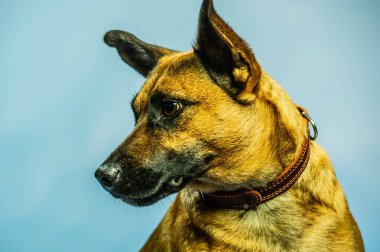 Belçika Malinois Shepard stüdyo portresi. Tarafsız zeminde izole edilmiş koruyucu köpek. Stüdyoda evcil hayvan fotoğraf çekimi. K9 eğitimli polis köpeği.