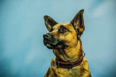 Belçika Malinois Shepard stüdyo portresi. Tarafsız zeminde izole edilmiş koruyucu köpek. Stüdyoda evcil hayvan fotoğraf çekimi. K9 eğitimli polis köpeği.