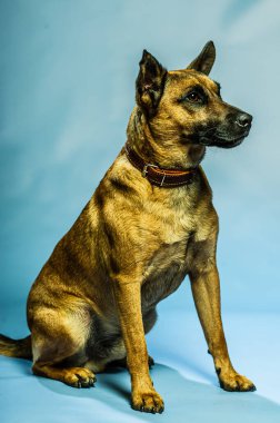 Belçika Malinois Shepard stüdyo portresi. Tarafsız zeminde izole edilmiş koruyucu köpek. Stüdyoda evcil hayvan fotoğraf çekimi. K9 eğitimli polis köpeği.