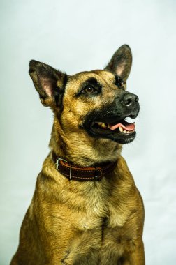 Belçika Malinois Shepard stüdyo portresi. Tarafsız zeminde izole edilmiş koruyucu köpek. Stüdyoda evcil hayvan fotoğraf çekimi. K9 eğitimli polis köpeği.