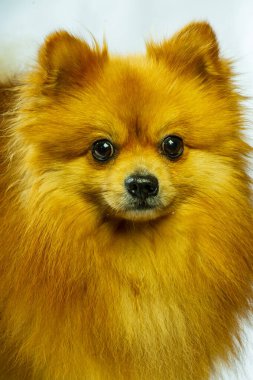 İki ayaklı sevimli Pomeranian köpek standı ve bir şeye bakıyor. Doku çimento arka planında yemek istiyor, kahverengi ve beyaz küçük şirin köpek konseptini kapatıyor.
