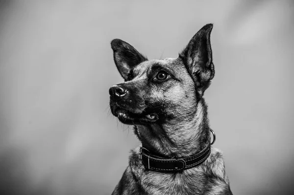 Belgian Malinois Shepard Studio Portrait Protective Dog Isolated Neutral Backdrop — Stock Photo, Image