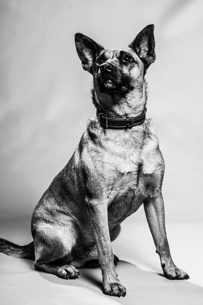 ベルギーのマリノス シェパード スタジオの肖像画 中立的な背景に隔離された保護犬 スタジオでのペットフォトセッション K9訓練を受けた警察犬 — ストック写真