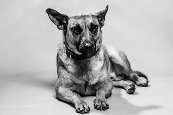 ベルギーのマリノス シェパード スタジオの肖像画 中立的な背景に隔離された保護犬 スタジオでのペットフォトセッション K9訓練を受けた警察犬 — ストック写真