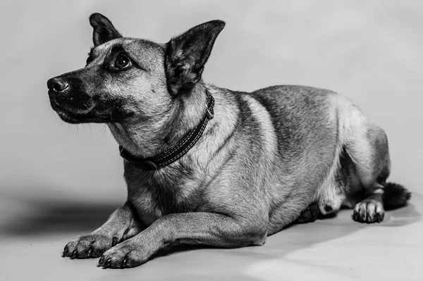 Retrato Belga Del Estudio Malcom Shepard Perro Protector Aislado Telón —  Fotos de Stock