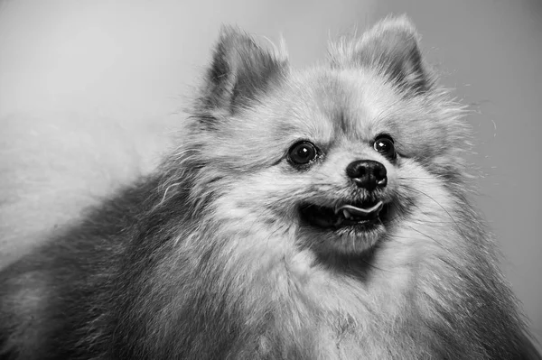 愛らしいポメラニアの犬は2本足で立ち 質感セメントの背景で食べたいものを見て 茶色と白の小さなかわいい幸せな犬のコンセプトを閉じます — ストック写真