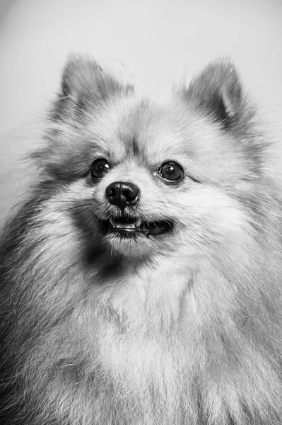 愛らしいポメラニアの犬は2本足で立ち 質感セメントの背景で食べたいものを見て 茶色と白の小さなかわいい幸せな犬のコンセプトを閉じます — ストック写真
