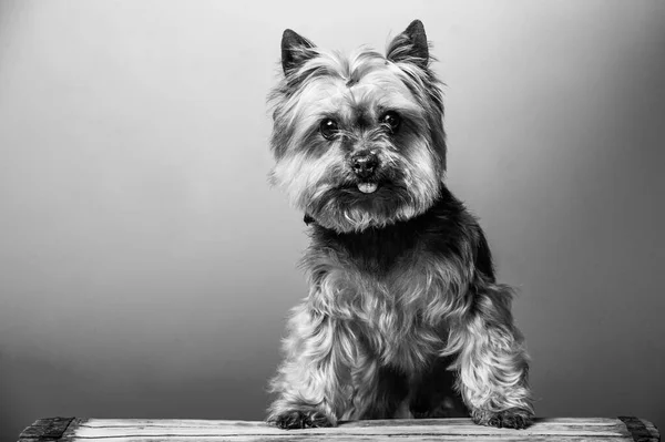 Mostra Giovane Yorkshire Terrier — Foto Stock