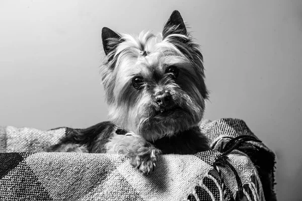 Mostra Giovane Yorkshire Terrier — Foto Stock