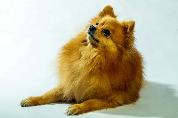 Adorable Pomeranian Dog Stand Two Legs Looking Something Want Eat — Stock Photo, Image