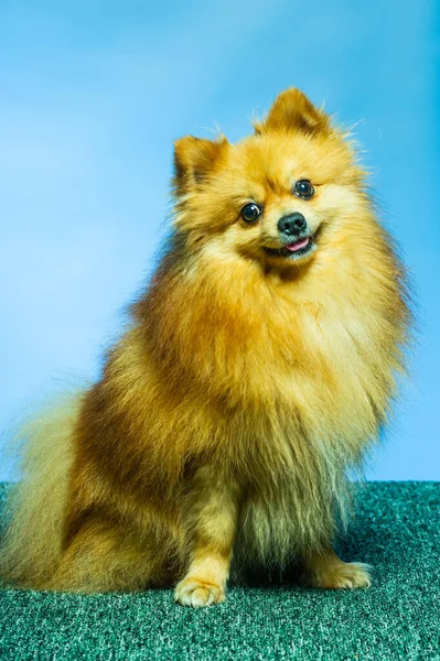 Adorable Pomeranian Dog Stand Two Legs Looking Something Want Eat — Stock Photo, Image