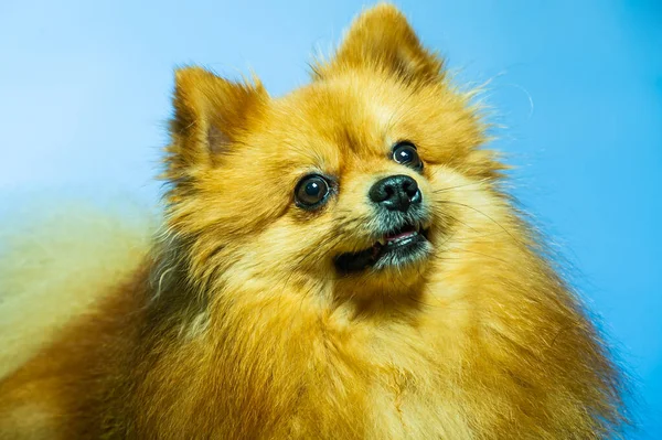 stock image Adorable Pomeranian dog stand with two legs and looking at something want to eat on texture cement background, close up brown and white small cute happy dog concept