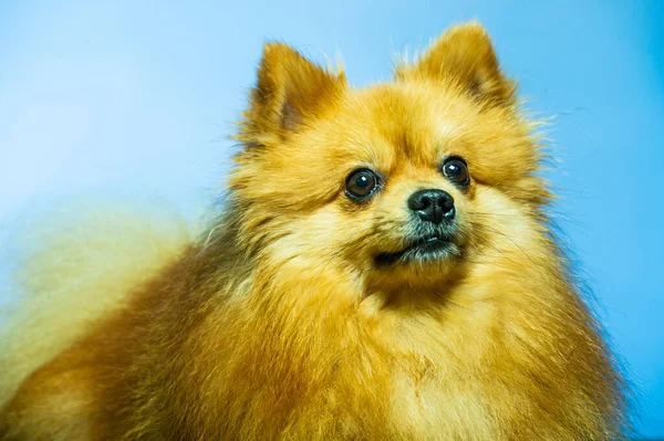 Schattige Pomeranian Hondenkraam Met Twee Poten Kijken Naar Iets Willen — Stockfoto