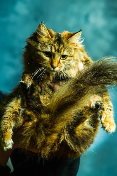 Pets Care Young Woman Holding Cat Home Cute Cat Woman — Stock Photo, Image