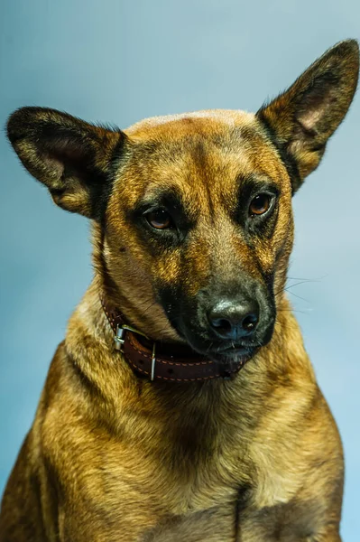 比利时Malinois Shepard工作室肖像画 在中立的背景下隔离的保护犬 彼得斯在工作室的照片会话 K9训练的警犬 — 图库照片