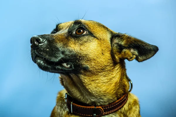Belgiska Malinois Shepard Studio Porträtt Skyddshund Isolerad Neutral Bakgrund Husdjur — Stockfoto