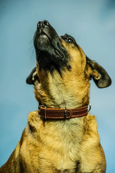 Retrato Belga Del Estudio Malcom Shepard Perro Protector Aislado Telón — Foto de Stock
