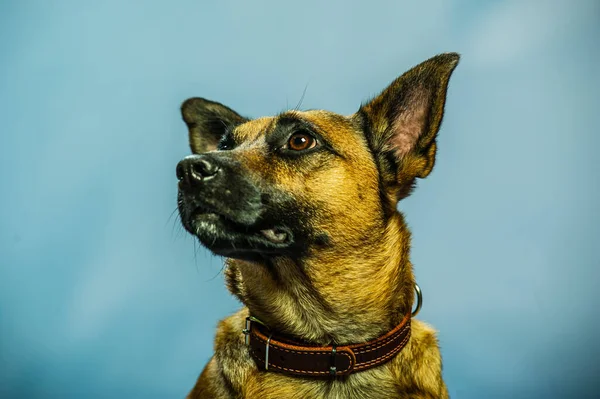 Бельгийский Малинойский Портрет Шепарда Защитная Собака Изолирована Нейтральном Фоне Фотосессия — стоковое фото