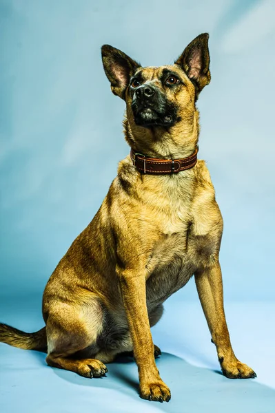 Βελγικό Πορτρέτο Του Malinois Shepard Προστατευτικό Σκυλί Απομονωμένο Στο Ουδέτερο — Φωτογραφία Αρχείου
