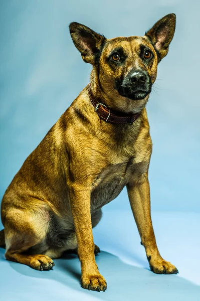 stock image Belgian Malinois shepard studio portrait. Protective dog isolated on the neutral backdrop. Pets photo session in the studio. K9 trained police dog.