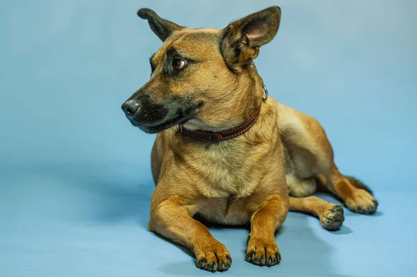 Βελγικό Πορτρέτο Του Malinois Shepard Προστατευτικό Σκυλί Απομονωμένο Στο Ουδέτερο — Φωτογραφία Αρχείου