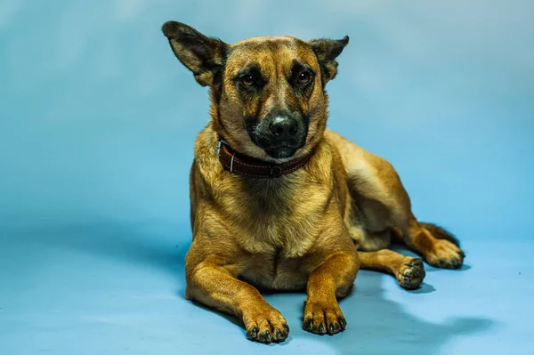 Retrato Belga Del Estudio Malcom Shepard Perro Protector Aislado Telón —  Fotos de Stock